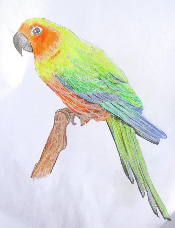 692x900 Sun Conure Drawing - Sun Conure Drawing