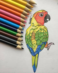 Sun Conure Drawing at PaintingValley.com | Explore collection of Sun ...