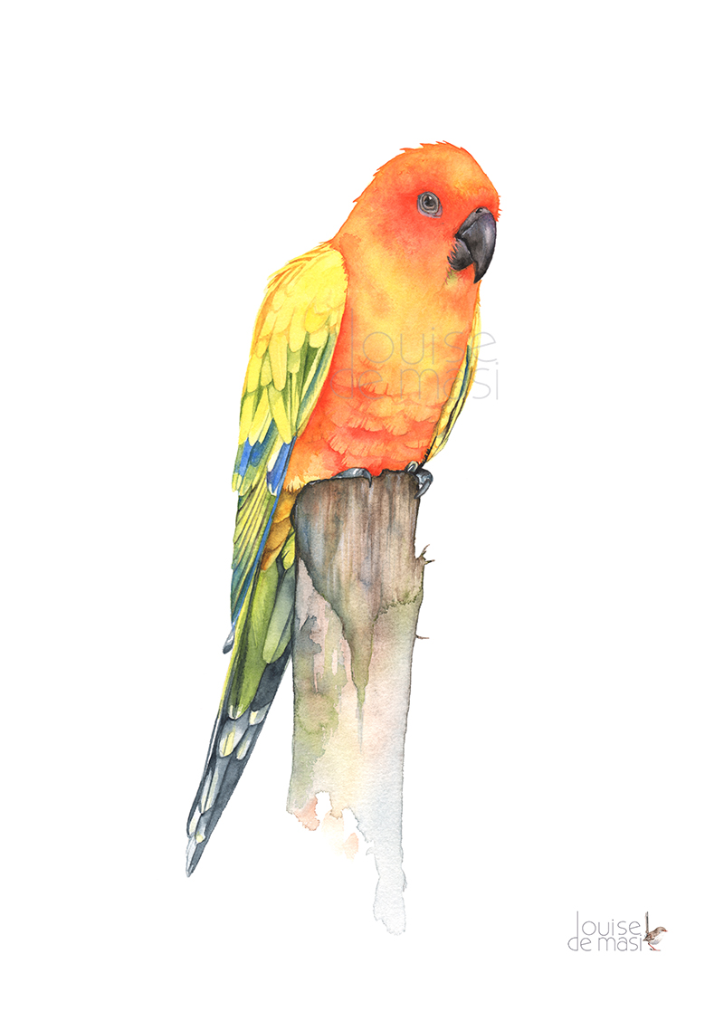 800x1128 Sun Conure Louise De Masi - Sun Conure Drawing