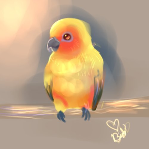 500x500 Sun Conure Animal Amino - Sun Conure Drawing