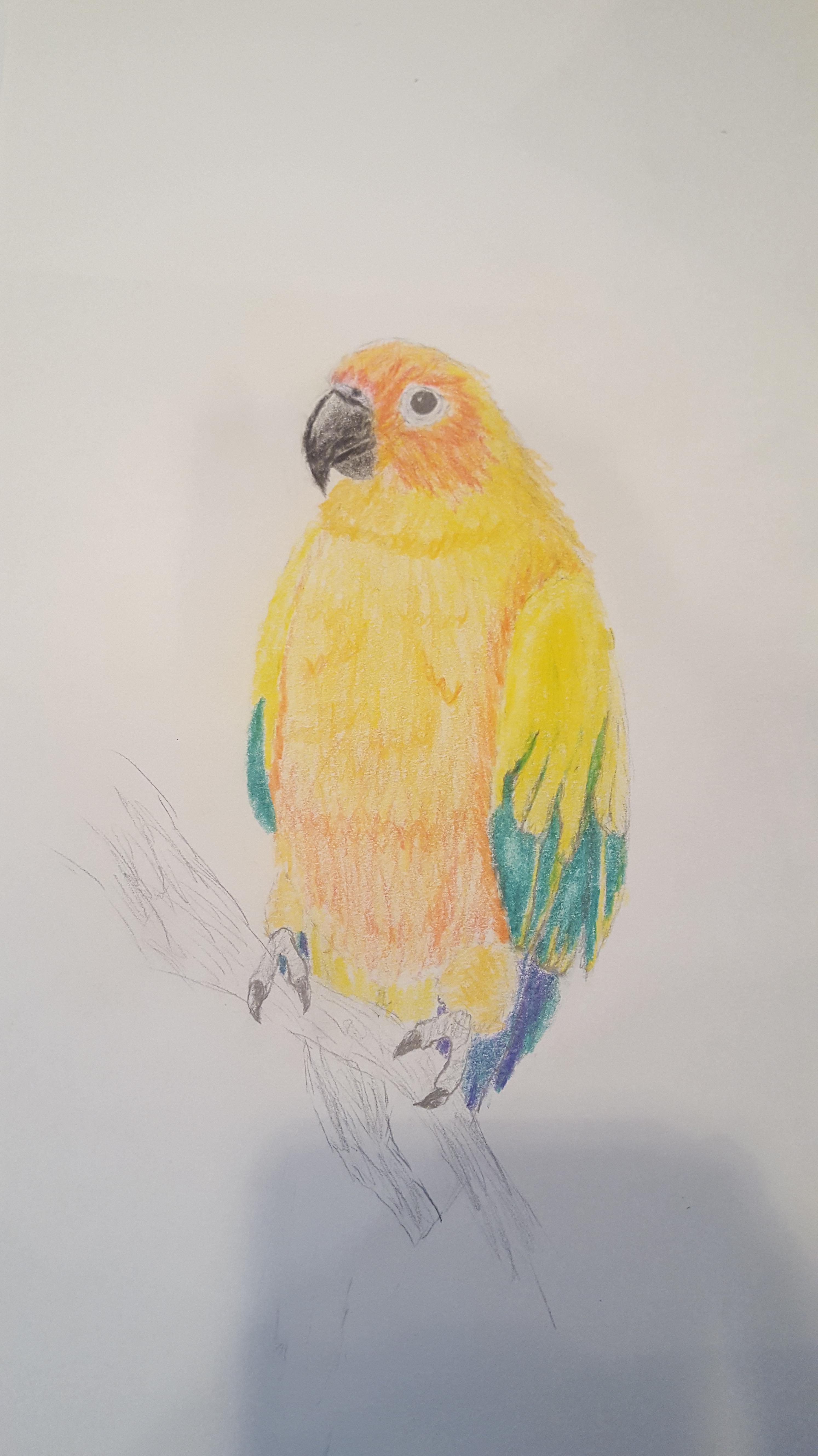 Sun Conure Drawing at Explore collection of Sun