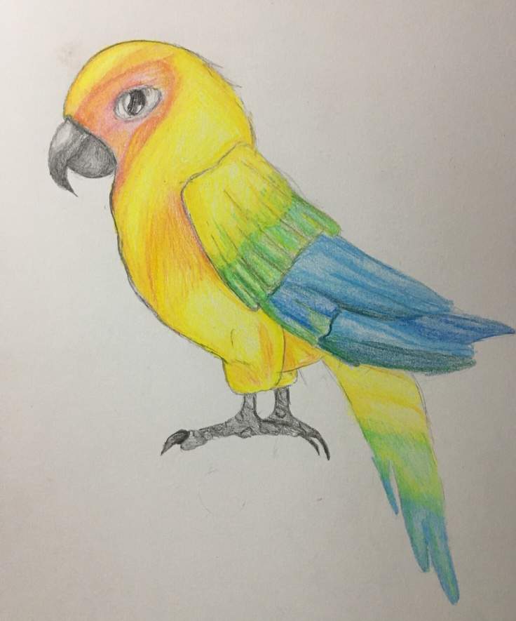 736x885 Sun Conure Drawing Art Amino - Sun Conure Drawing