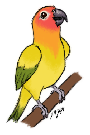 341x512 Sun Conure Sketch - Sun Conure Drawing