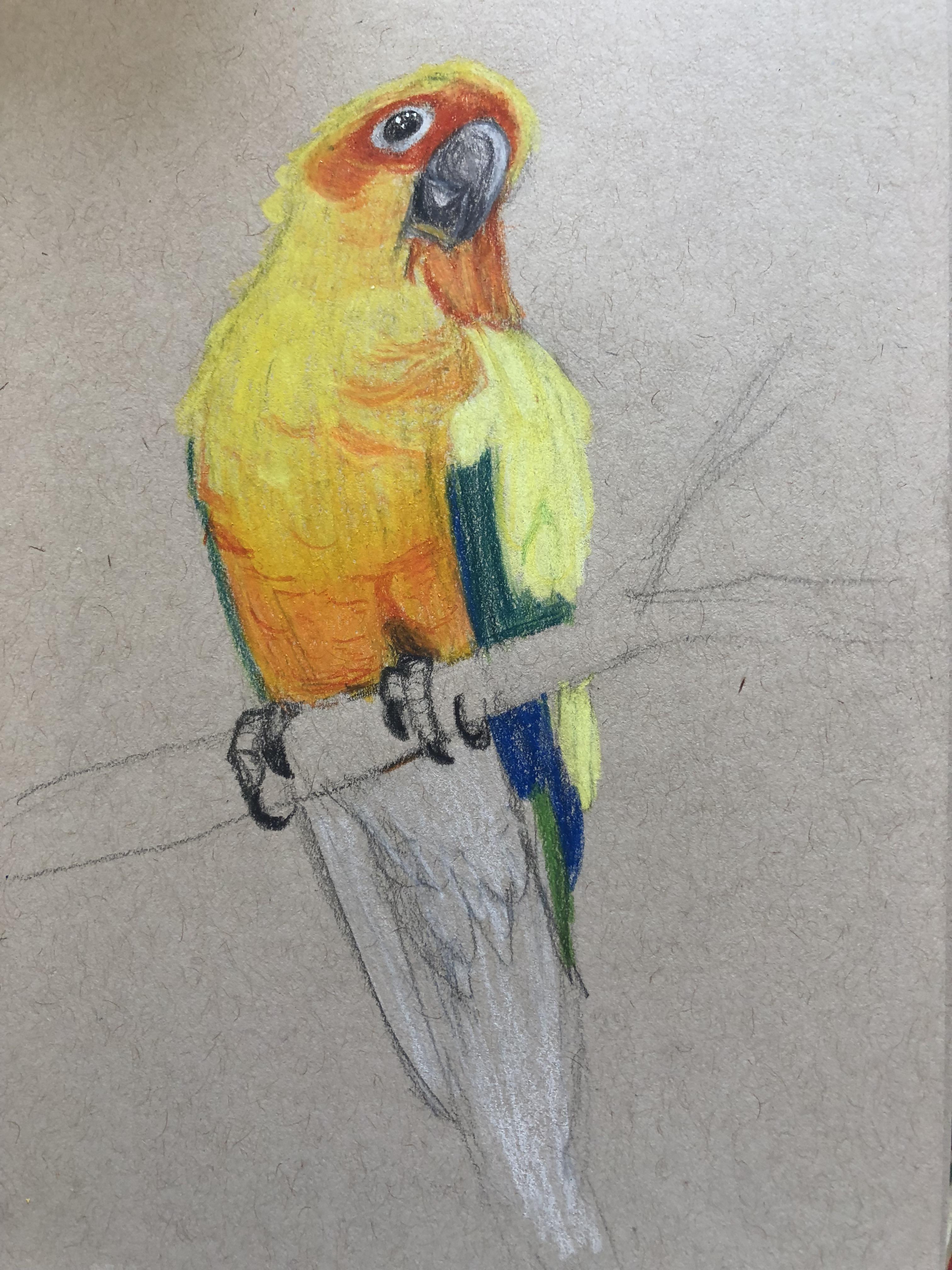 3024x4032 Sun Conure Work In Progress Color Pencil Drawing Parrots - Sun Conure Drawing