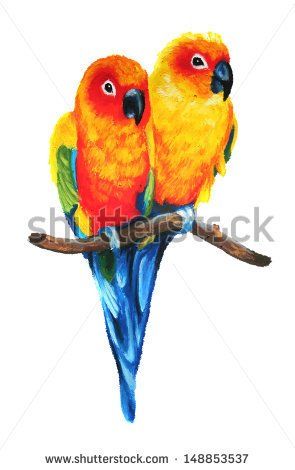 295x470 Cute Sun Conure Or Sun Parakeets Isolated On White Background - Sun Conure Drawing