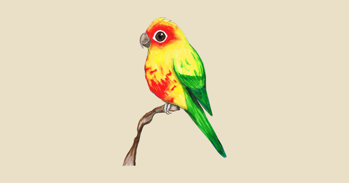 1200x630 Cute Sun Conure - Sun Conure Drawing
