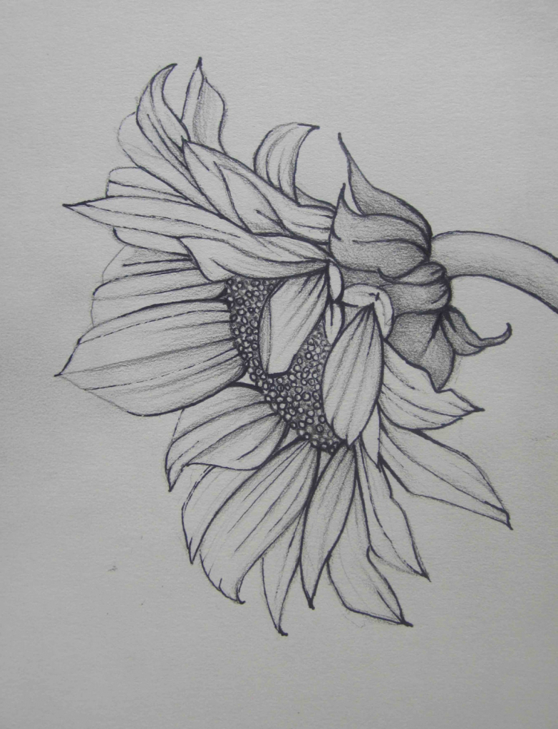 783x1024 Sunflower Pencil Drawing And Sunflower Drawing In Pencil Sun - Sun Pencil Drawing