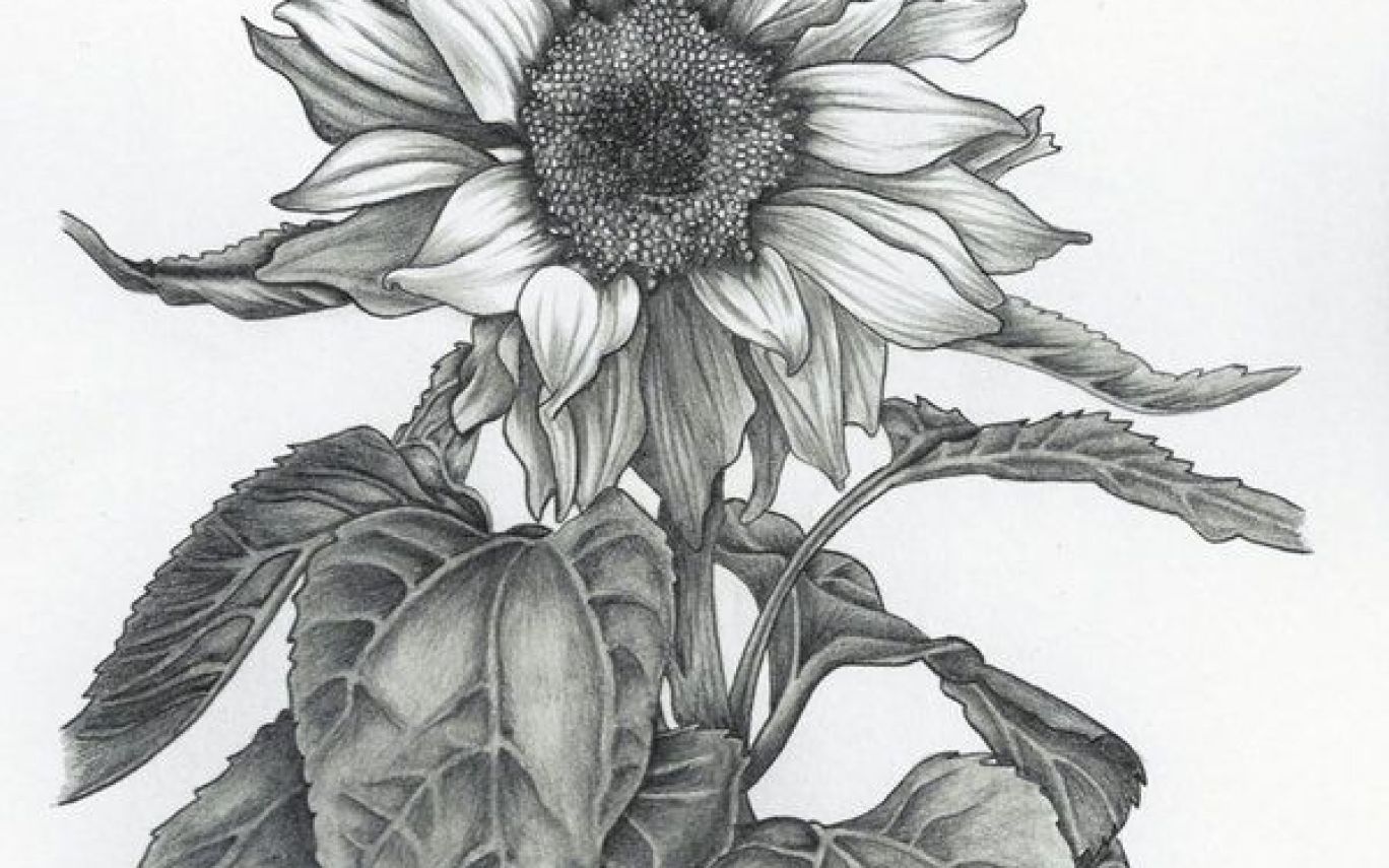 Sun Pencil Drawing at Explore collection of Sun