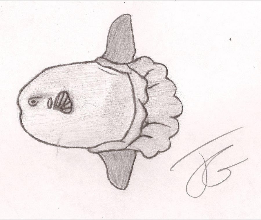 900x757 sun drawing ocean for free download - Sunfish Drawing
