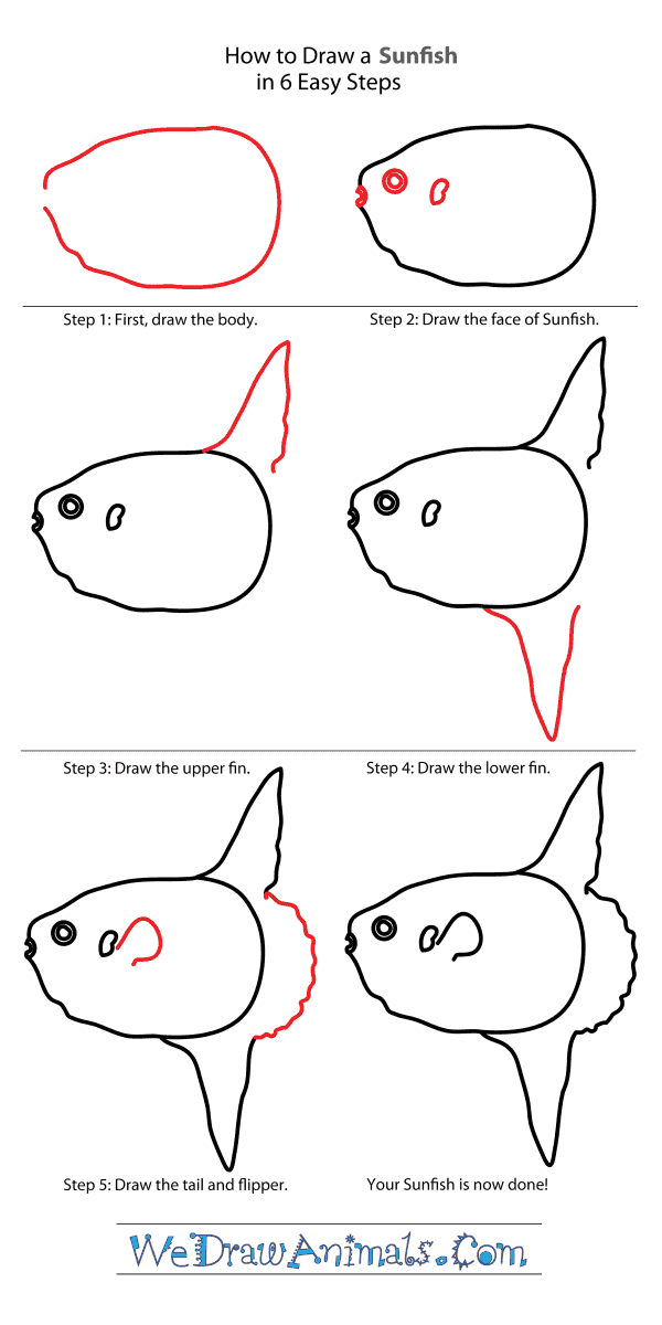 600x1200 how to draw a sunfish - Sunfish Drawing