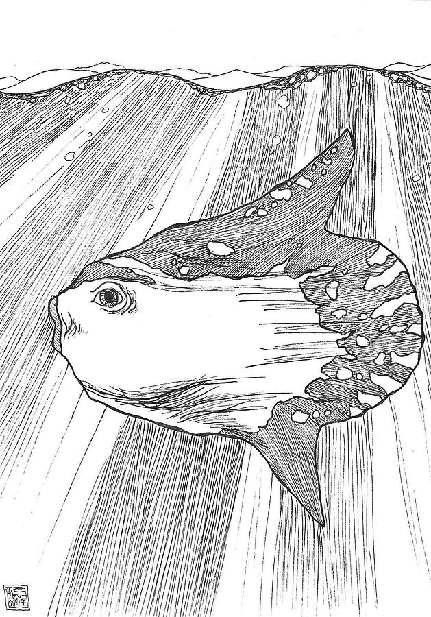 629x900 ocean sunfish drawing - Sunfish Drawing
