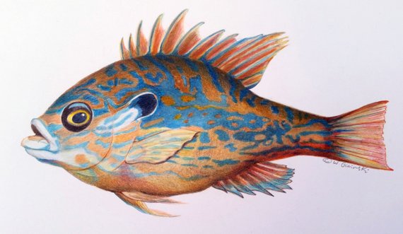 570x331 pyschadelic sunfish drawing prismacolor on archival ply etsy - Sunfish Drawing