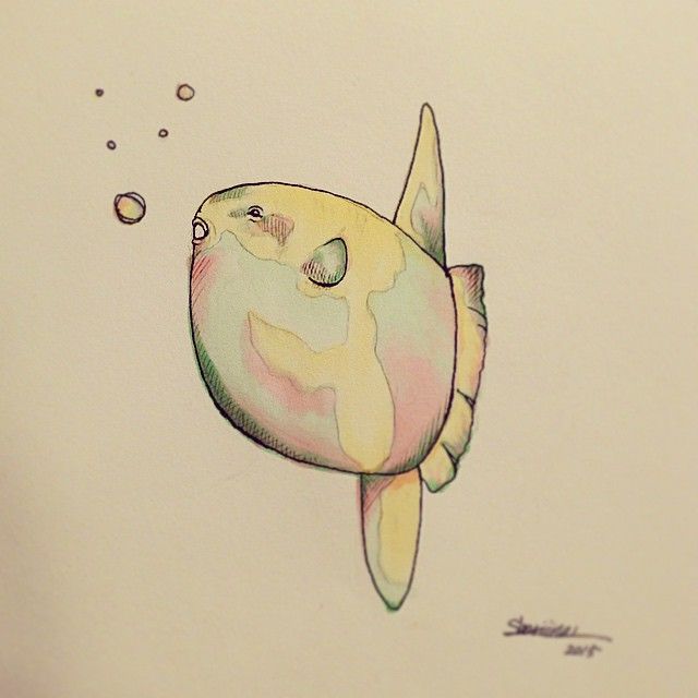 640x640 sunfish - Sunfish Drawing
