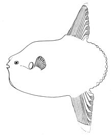 220x269 species and distribution ocean sunfish - Sunfish Drawing