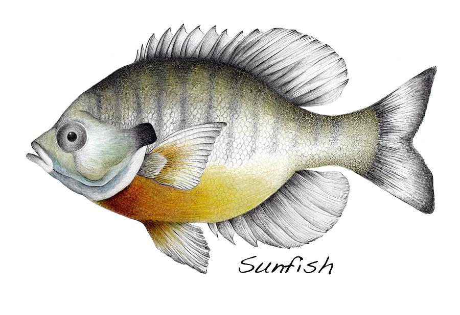 900x618 sunfish drawing - Sunfish Drawing