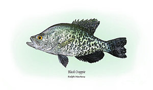 300x176 sunfish drawings fine art america - Sunfish Drawing