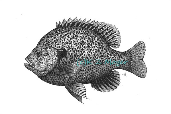 600x400 fish drawings free premium templates - Sunfish Drawing