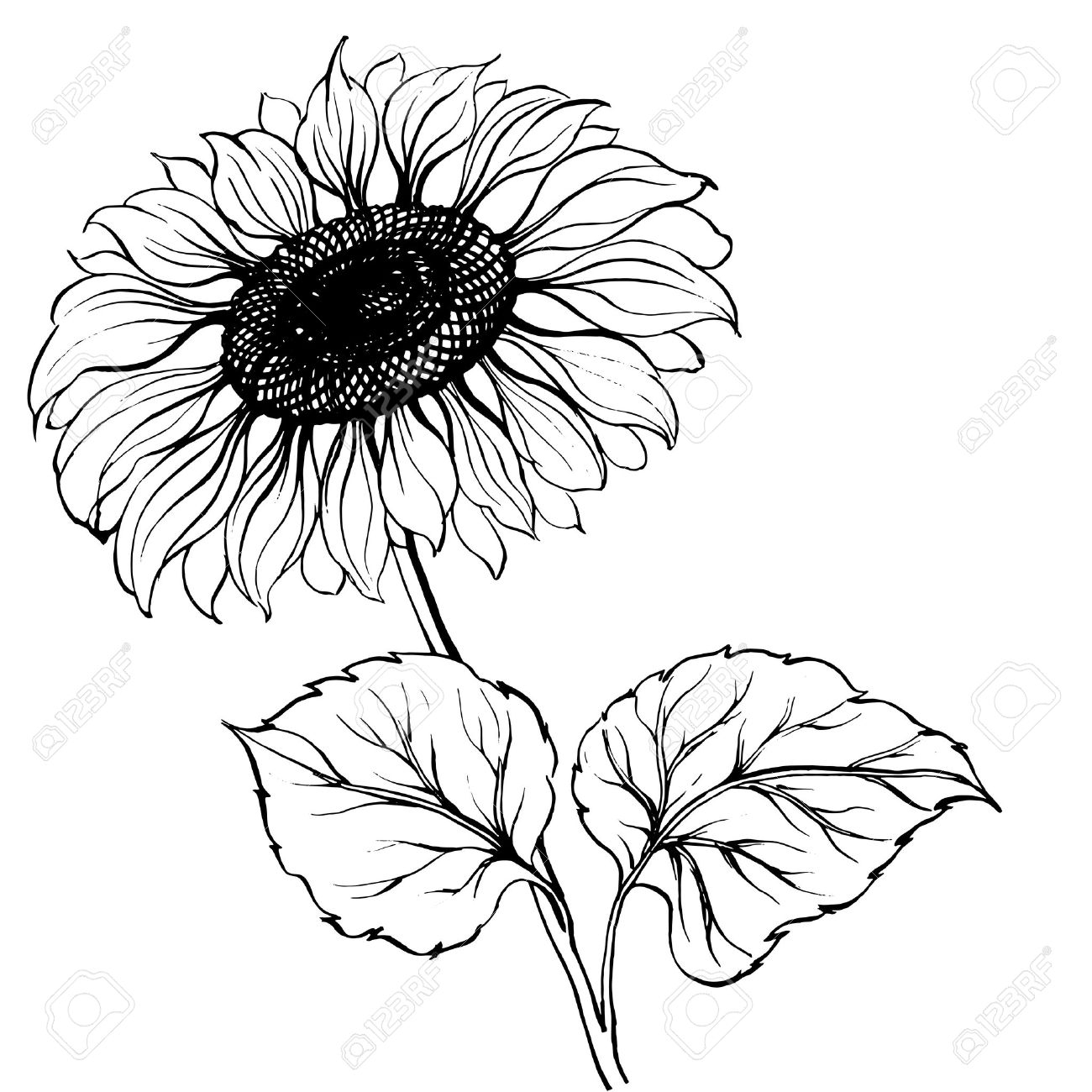 1300x1300 Black White Sunflower Pictures Ideas Black And White Pictures - Sunflower Black And White Drawing