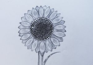 300x210 Drawings Of Sunflowers Black And White Botanical Drawings - Sunflower Black And White Drawing