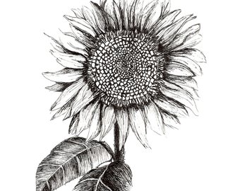 340x270 Flower Ink Drawing Etsy - Sunflower Black And White Drawing