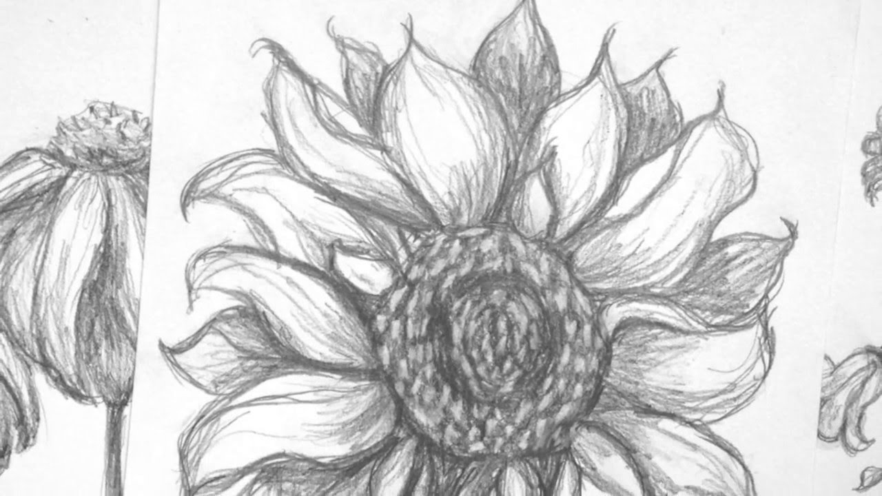 1280x720 How To Sketch A Sunflower - Sunflower Black And White Drawing