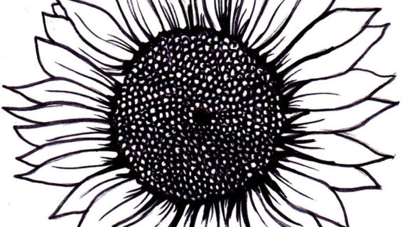 570x320 Sunflower Drawing Black And White - Sunflower Black And White Drawing