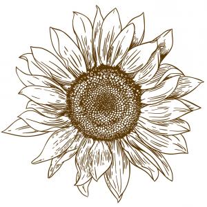 300x300 Sunflower Drawing Black And White Vector Sohadacouri - Sunflower Black And White Drawing