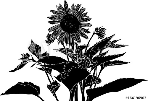 Sunflower Black And White Drawing at PaintingValley.com ...