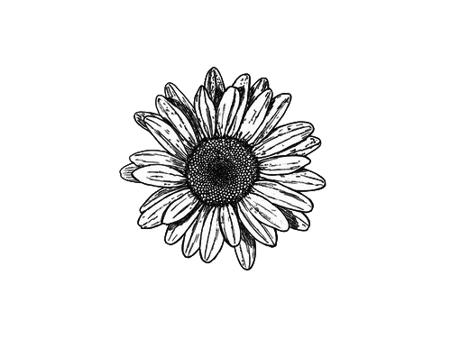 500x387 Sunflowers Uploaded - Sunflower Black And White Drawing