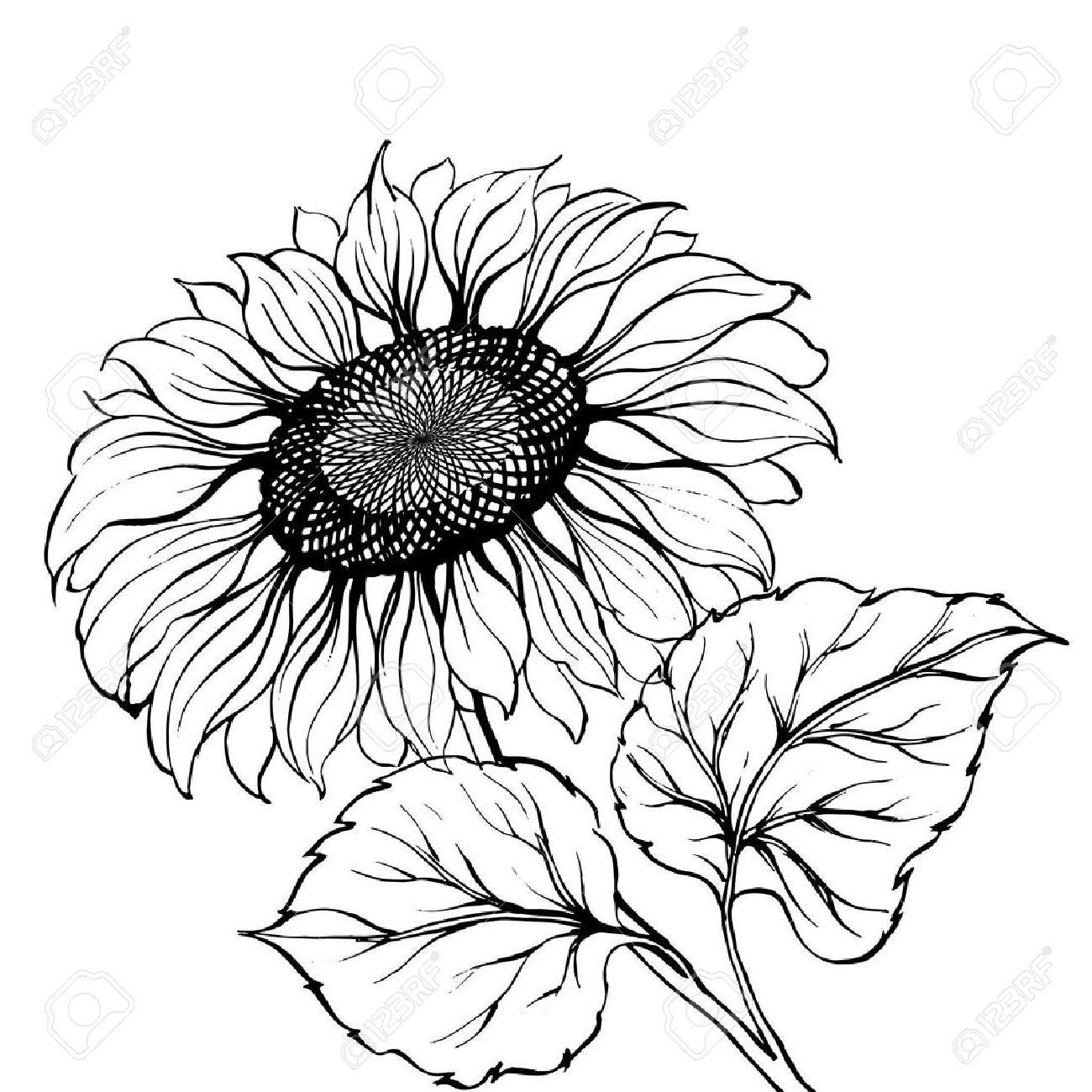 1300x1300 Top Sunflower Drawing Black And White Photos - Sunflower Black And White Drawing