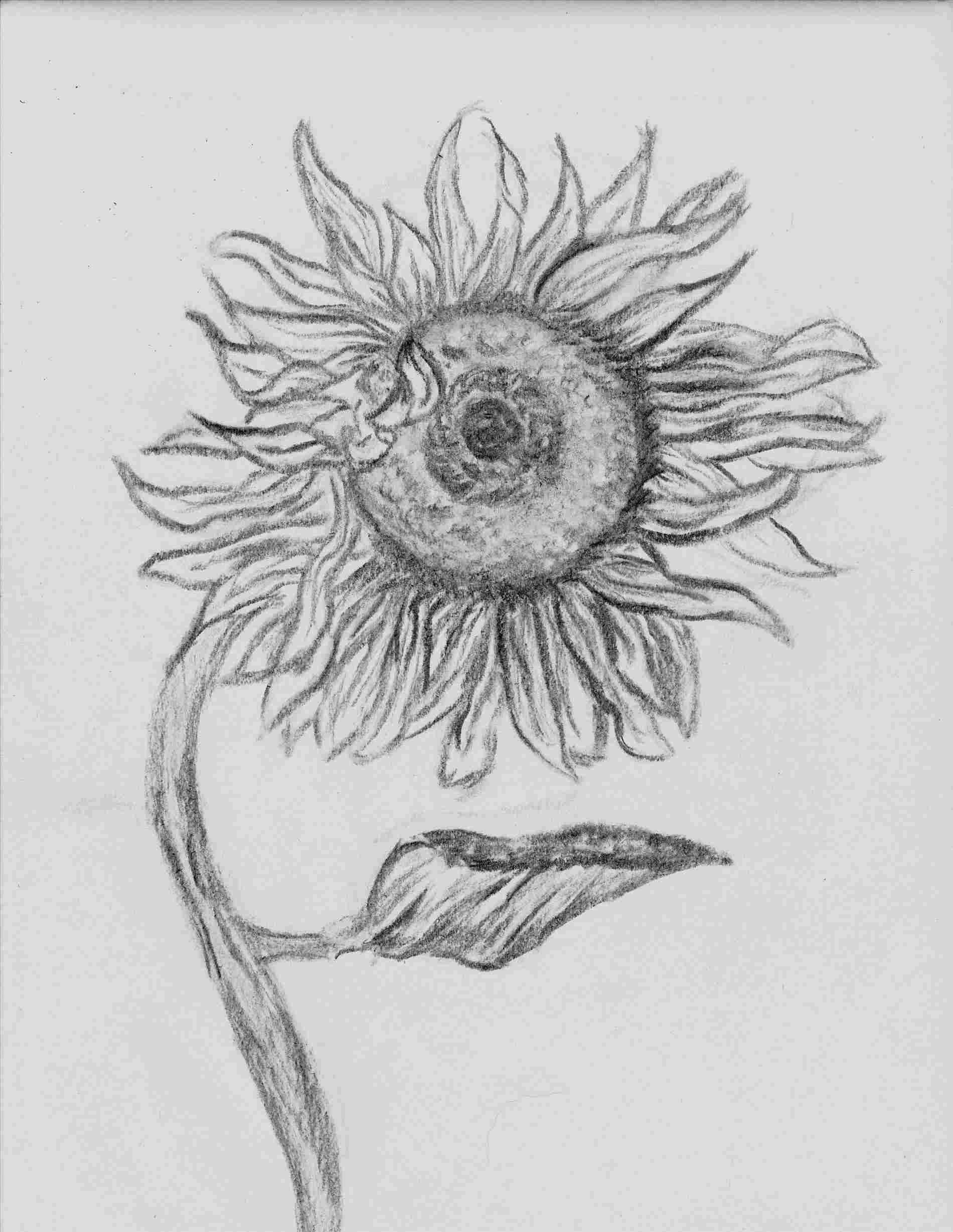 1900x2458 On Mbtskoudsalgrhmbtskoudsalgcom Drawing Easy Sunflower Drawing - Sunflower Black And White Drawing