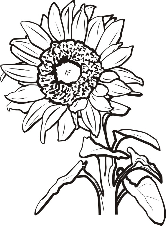 563x765 Sunflower Clipart Black And White Sunflower Black And White - Sunflower Black And White Drawing