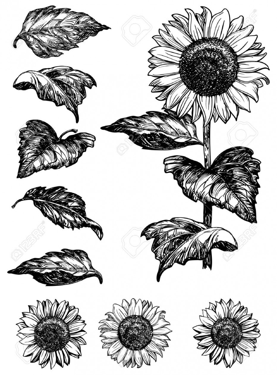 932x1261 Sunflower Drawing Black And White - Sunflower Black And White Drawing