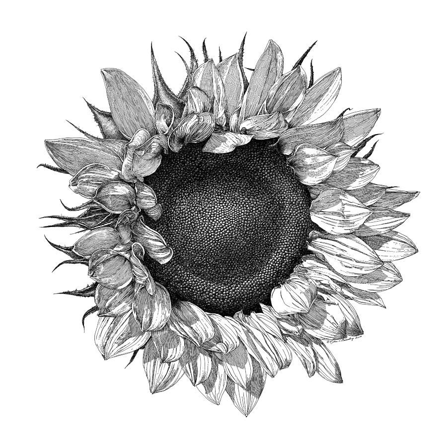 Sunflower Black And White Drawing at Explore