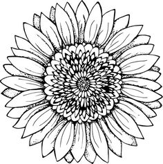 236x237 Best Sunflower Drawing Black And White On Uncategorized - Sunflower Black And White Drawing