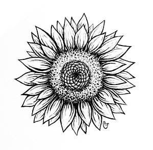 Sunflower Black And White Drawing at PaintingValley.com | Explore ...