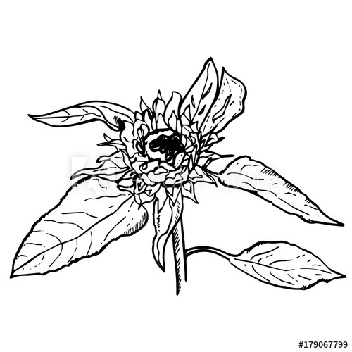 Sunflower Cartoon Drawing