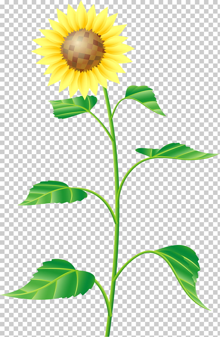 728x1115 common sunflower cartoon drawing, hand painted summer sunflower - Sunflower Cartoon Drawing