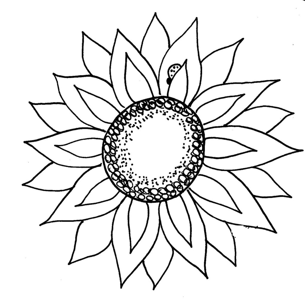 1020x1024 Sunflower Cartoon Drawing - Sunflower Cartoon Drawing