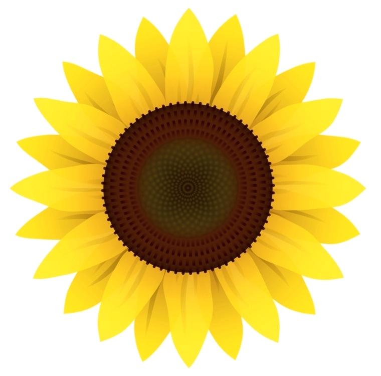 760x750 sunflower images for drawing cartoon sunflower sunflower drawing - Sunflower Cartoon Drawing