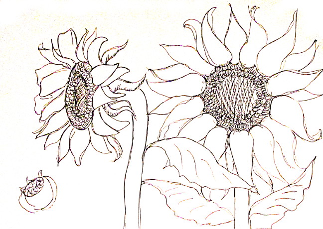 648x460 How To Draw Sunflowers - Sunflower Drawing