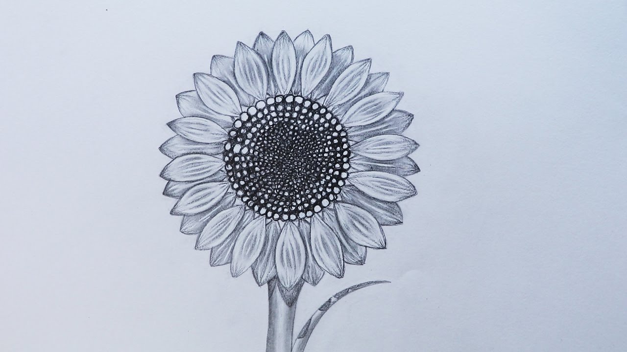 1280x720 How To Sketch A Sunflower - Sunflower Drawing