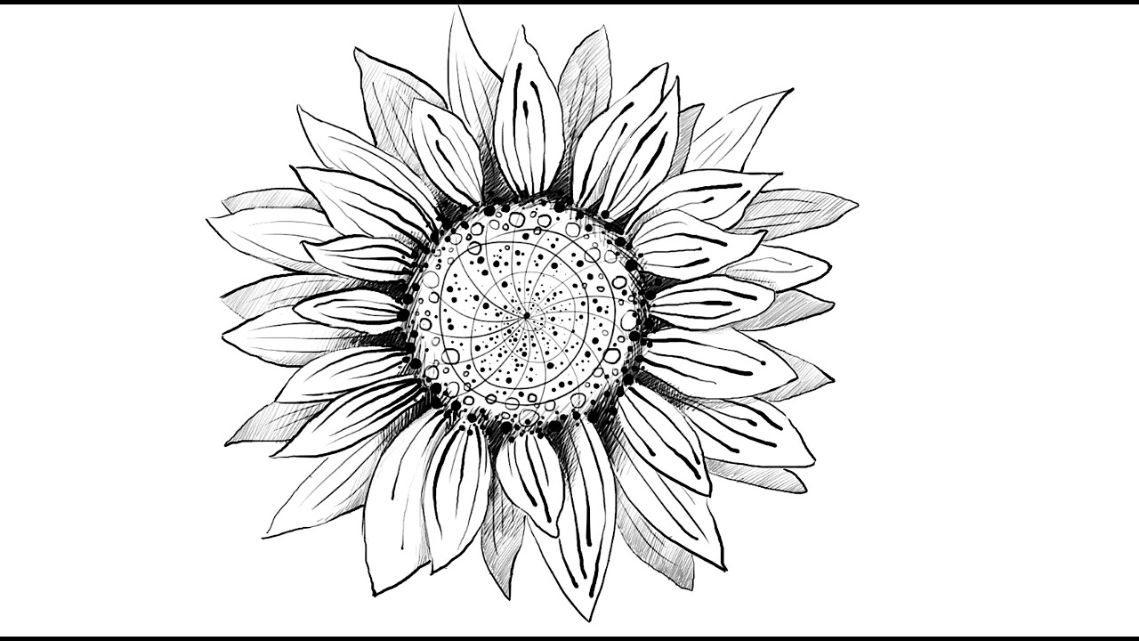 1280x720 How To Draw Sunflower - Sunflower Drawing