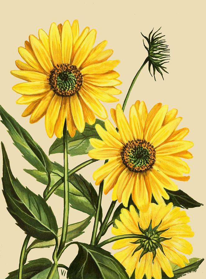 663x900 Sunflower Drawing - Sunflower Drawing