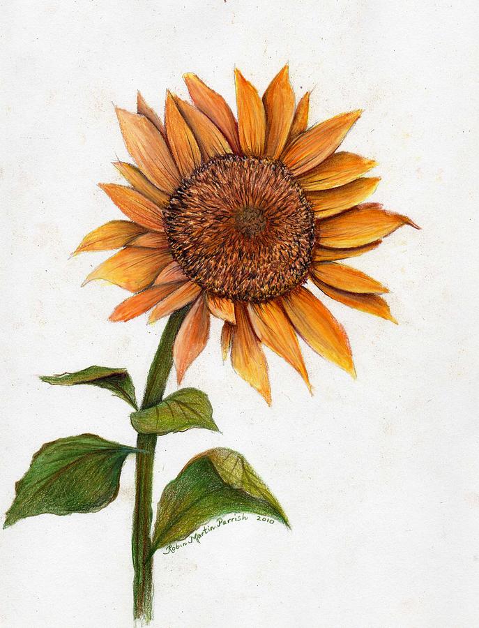 687x900 Sunflower Drawing - Sunflower Drawing
