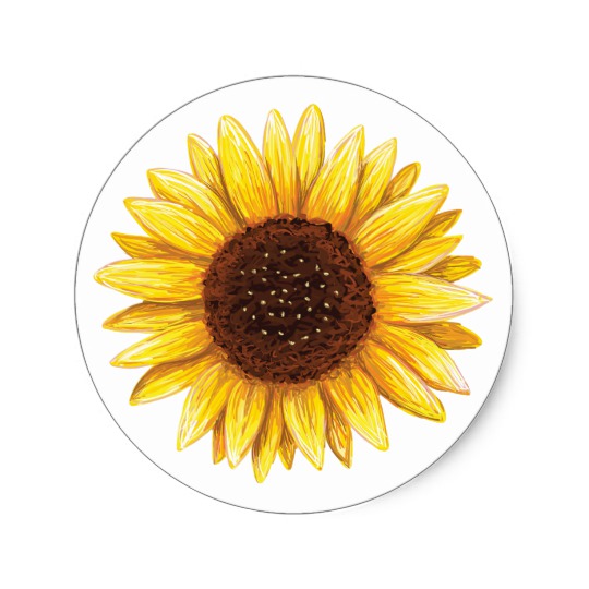 540x540 Beautiful Yellow Sunflower Drawing Stickers - Sunflower Drawing