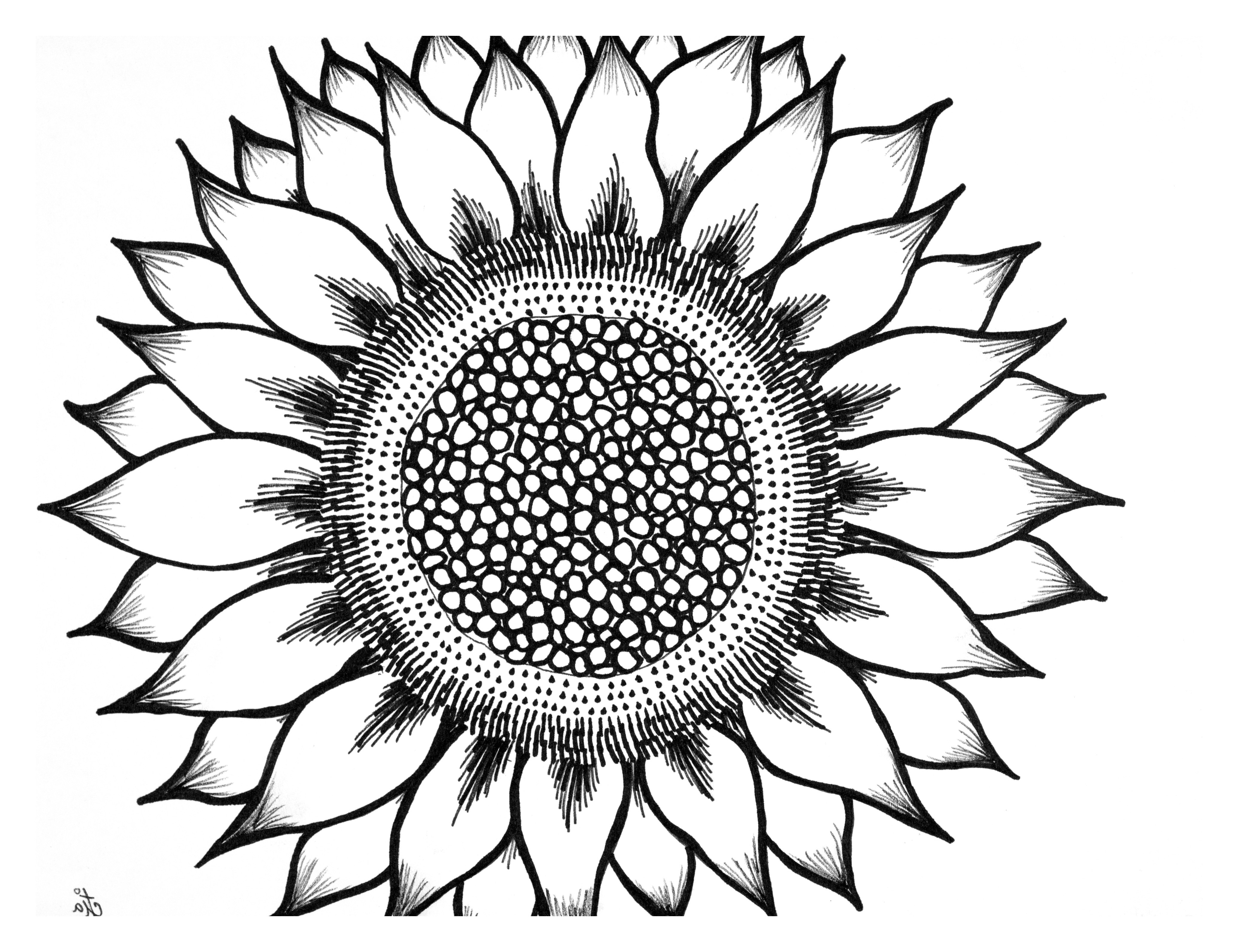 Sunflower Black And White Drawing at Explore