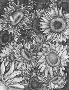 228x300 Black And White Sunflower Drawings Fine Art America - Sunflower Drawing Black And White