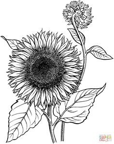 236x297 black and white sunflower drawing luxury best sunflowers - Sunflower Drawing Black And White