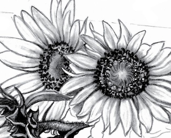 650x526 black and white sunflower drawing new how to draw sunflower walter - Sunflower Drawing Black And White